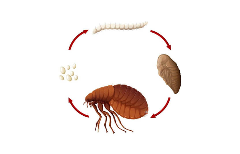 Схема жизненного цикла блох: яйцо, личинка, куколка, взрослая блоха